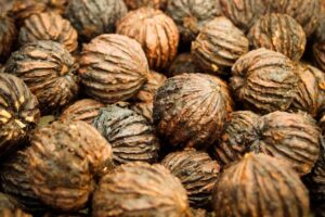 Orech čierny - Juglans nigra