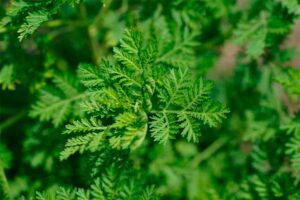 Palina ročná (Artemisia annua)